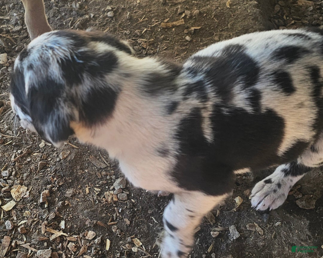 Mixed Breed dogs for sale: Rebae - Ad 4