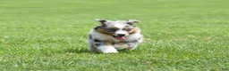 Miniature Australian Shepherd dogs for sale: London - Ad 7