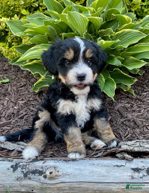 Mini Bernedoodle dogs Webster - Ad 1