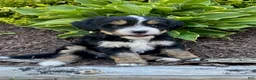 Mini Bernedoodle dogs for sale: Webster - Ad 1
