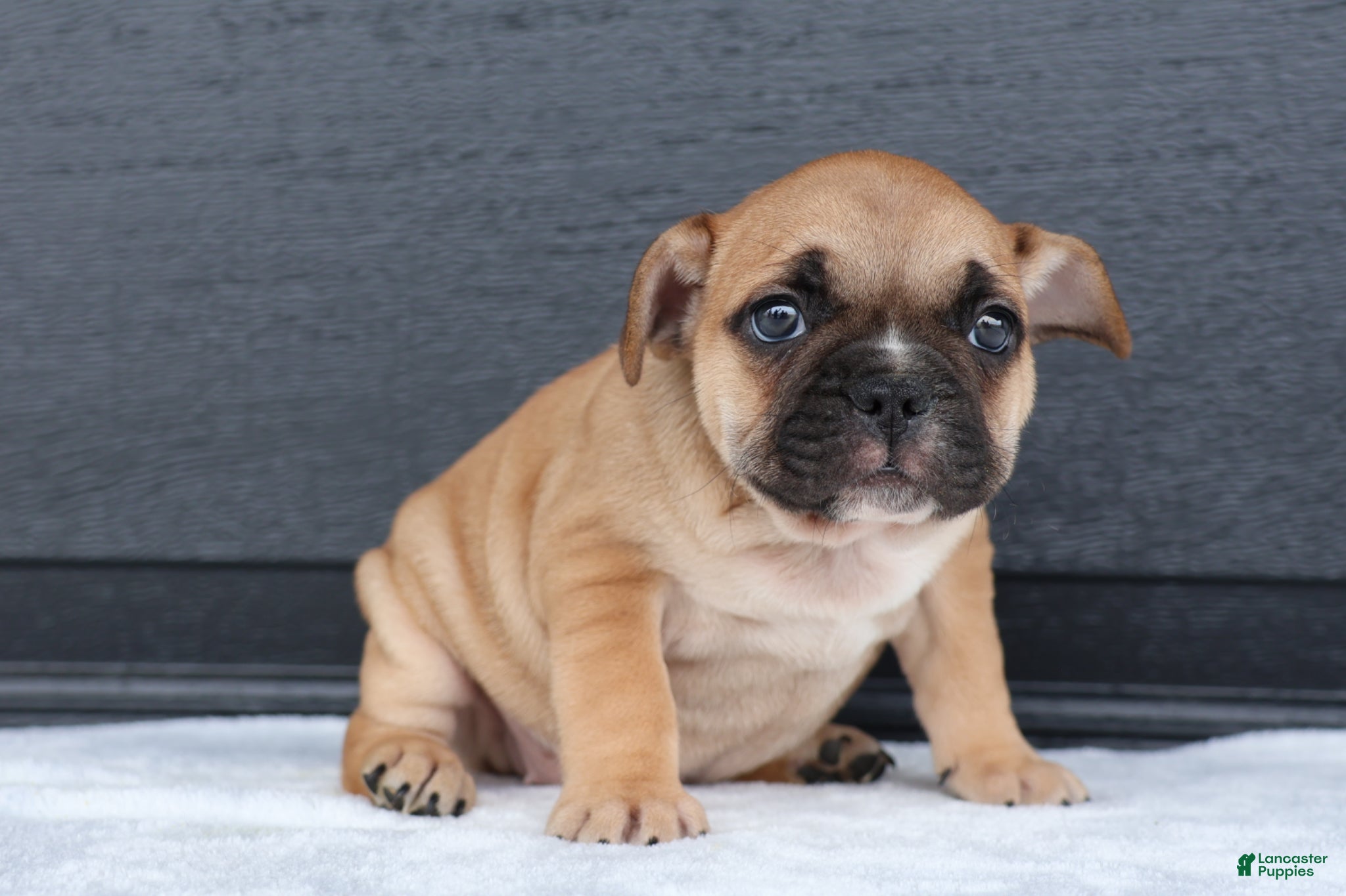 French Bulldog dogs for sale: Ranger - Ad 2