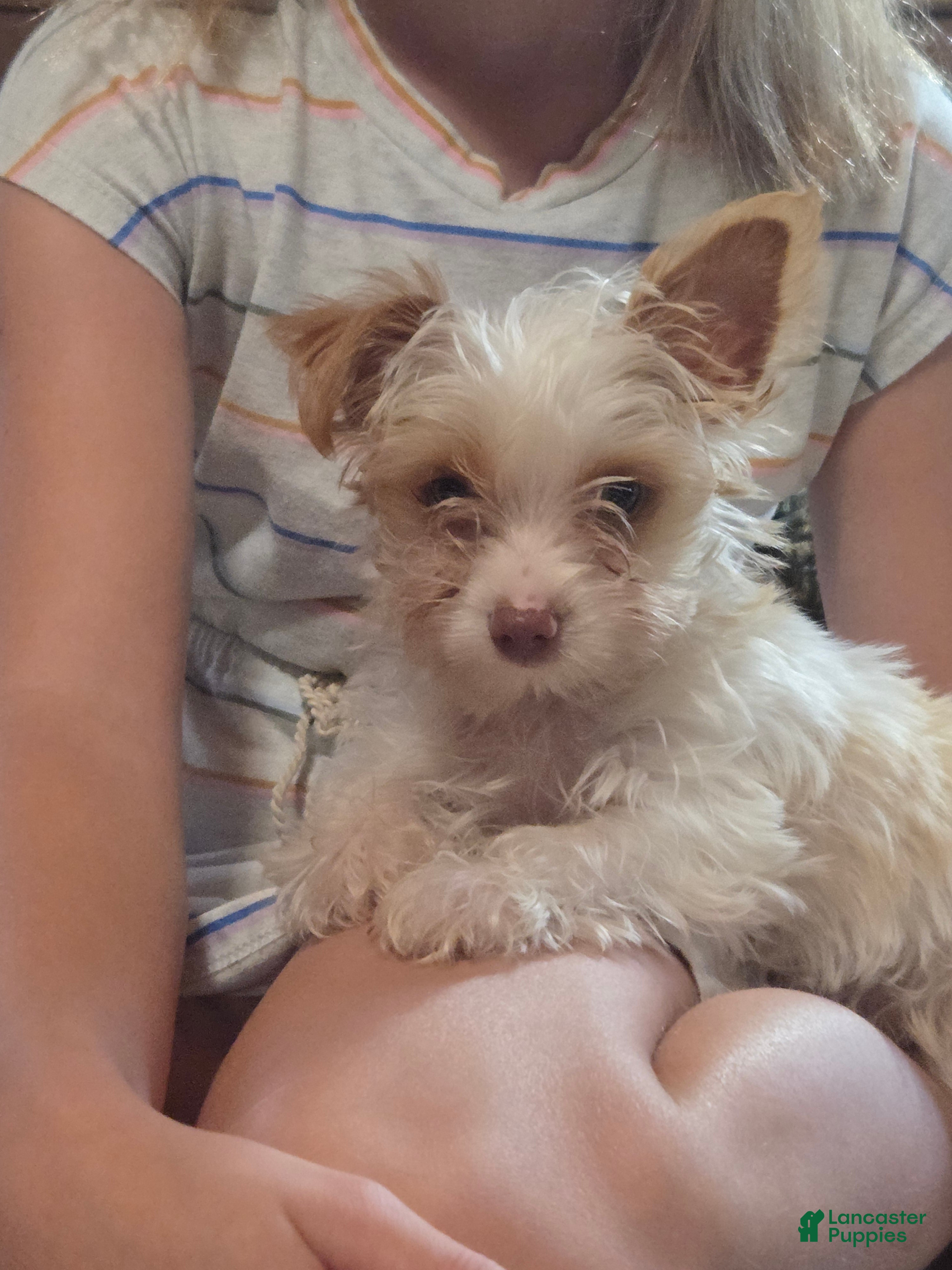 Yorkshire Terrier dogs Cooper - Ad 1