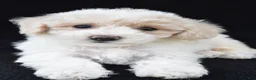 Cavachon dogs for sale: Jewel - Ad 5