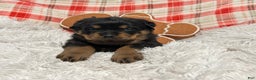 Rottweiler dogs for sale: Zuma - Ad 3