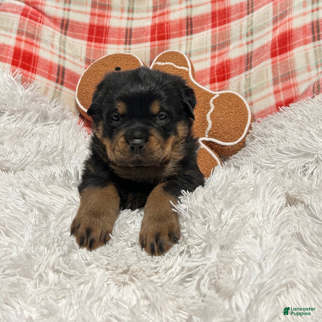 Rottweiler dogs for sale: Zuma - Ad 3
