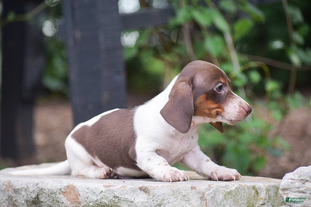Dachshund dogs for sale: Bandit - Ad 12