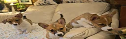 Mixed Breed dogs for sale: Athena - Ad 16