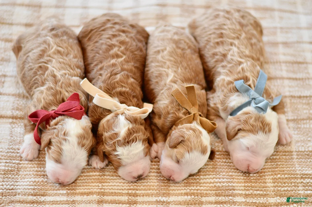 Goldendoodle dogs for sale: Basil - Ad 15