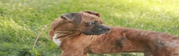 Boxer dogs for sale: Sam - Ad 7