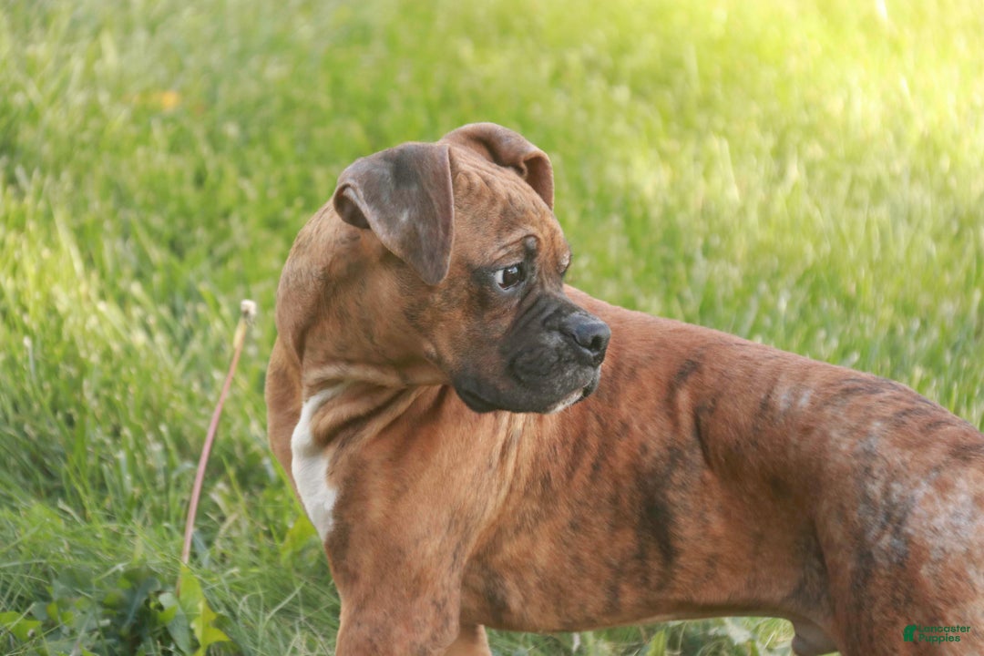 Boxer dogs for sale: Sam - Ad 7