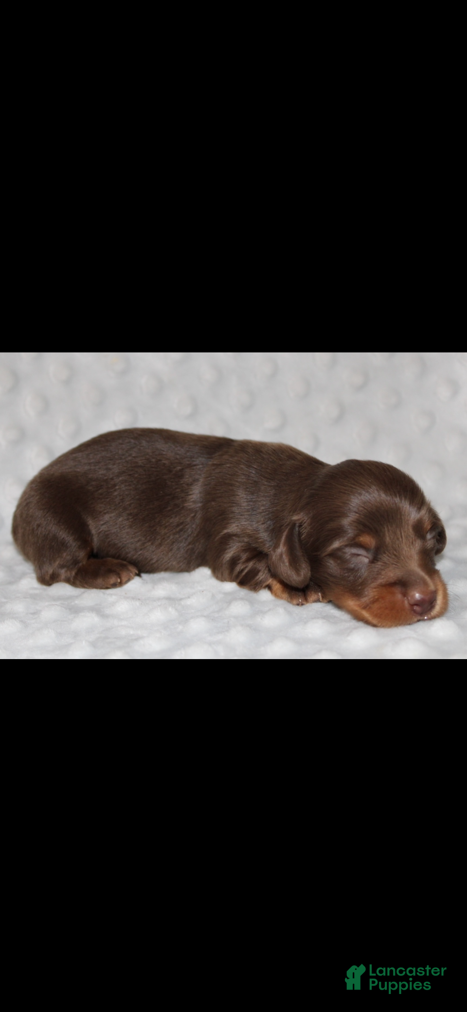 Miniature Dachshund dogs Woody - Ad 1
