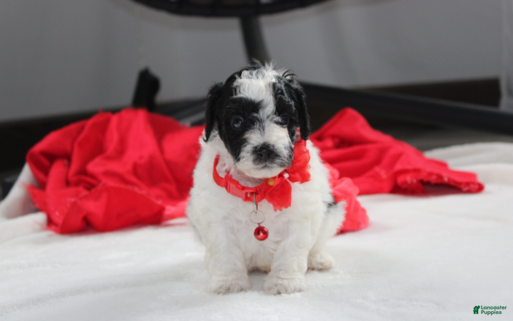 Yorkiepoo dogs Ryder - Ad 2