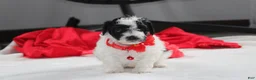 Yorkiepoo dogs for sale: Ryder - Ad 2