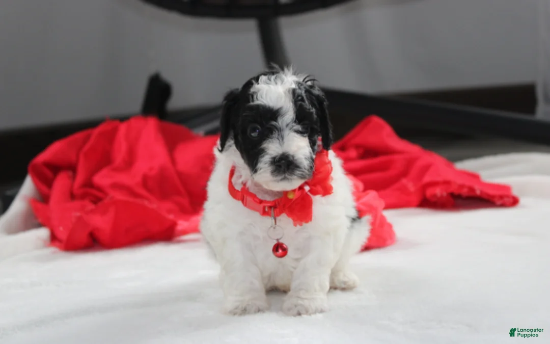 Yorkiepoo dogs for sale: Ryder - Ad 2