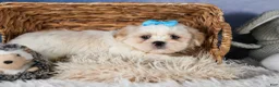Shih Tzu dogs for sale: GUNNER - Ad 18