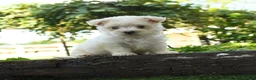 Maltipoo dogs for sale: River - Ad 3