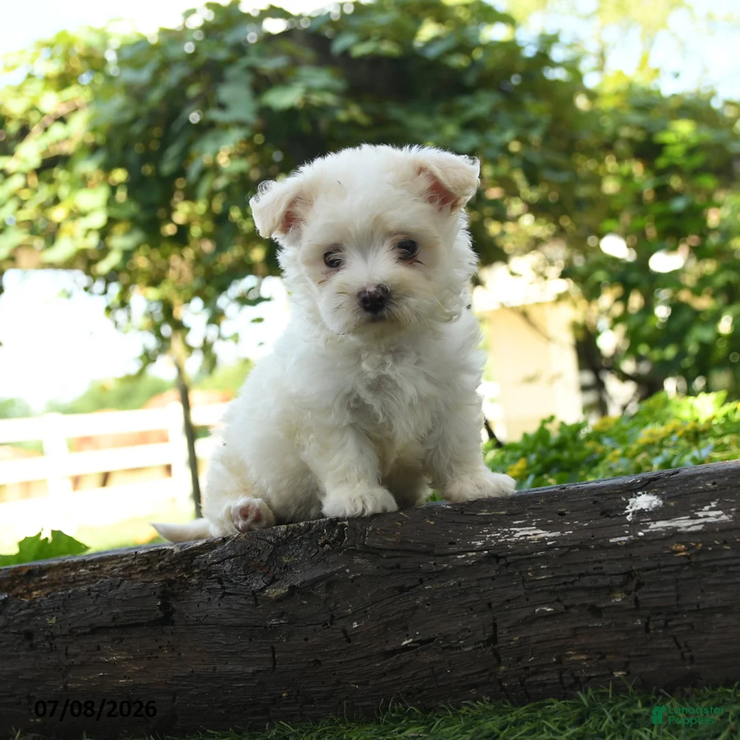 Maltipoo dogs for sale: River - Ad 3