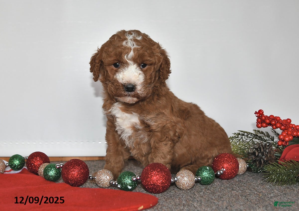 Mini Goldendoodle dogs Joy - Ad 41