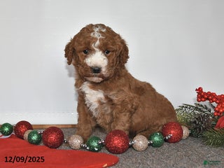 Mini Goldendoodle dogs Joy - Ad 39