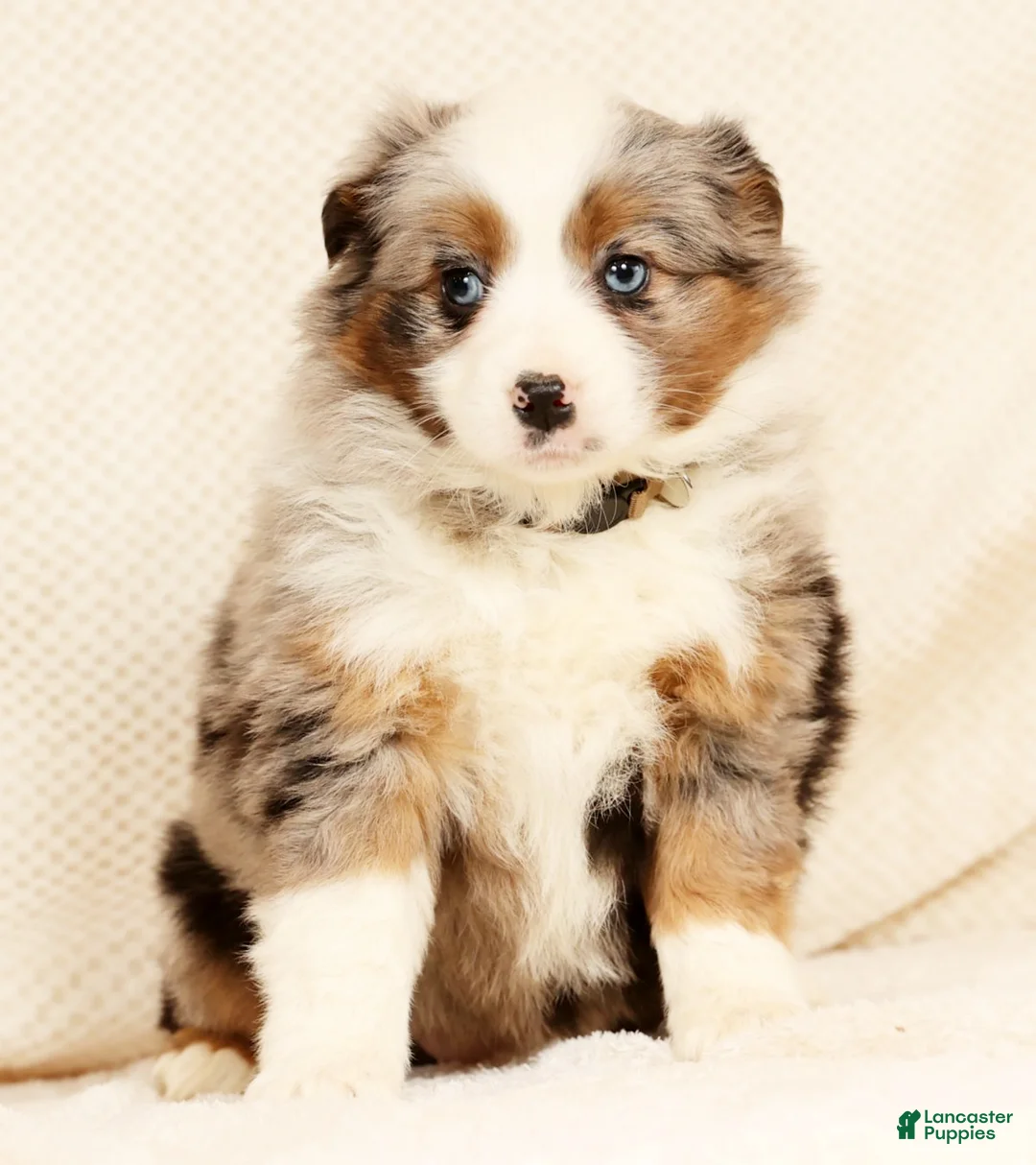 Miniature Australian Shepherd dogs for sale: Emmy - Ad 7