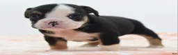 Mixed Breed dogs for sale: Princess  - Ad 18