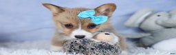 Welsh Corgi Pembroke dogs for sale: Ace - Ad 3