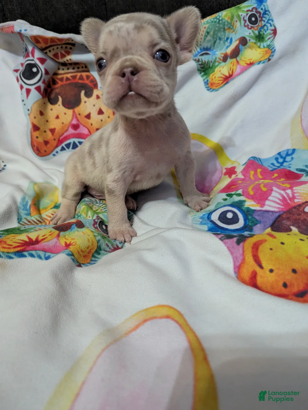 French Bulldog dogs for sale: New shade Isabella Merle  - Ad 2