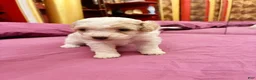 Toy Poodle dogs for sale: CHEPHREN TUT Teacup Toy Poodle  - Ad 5