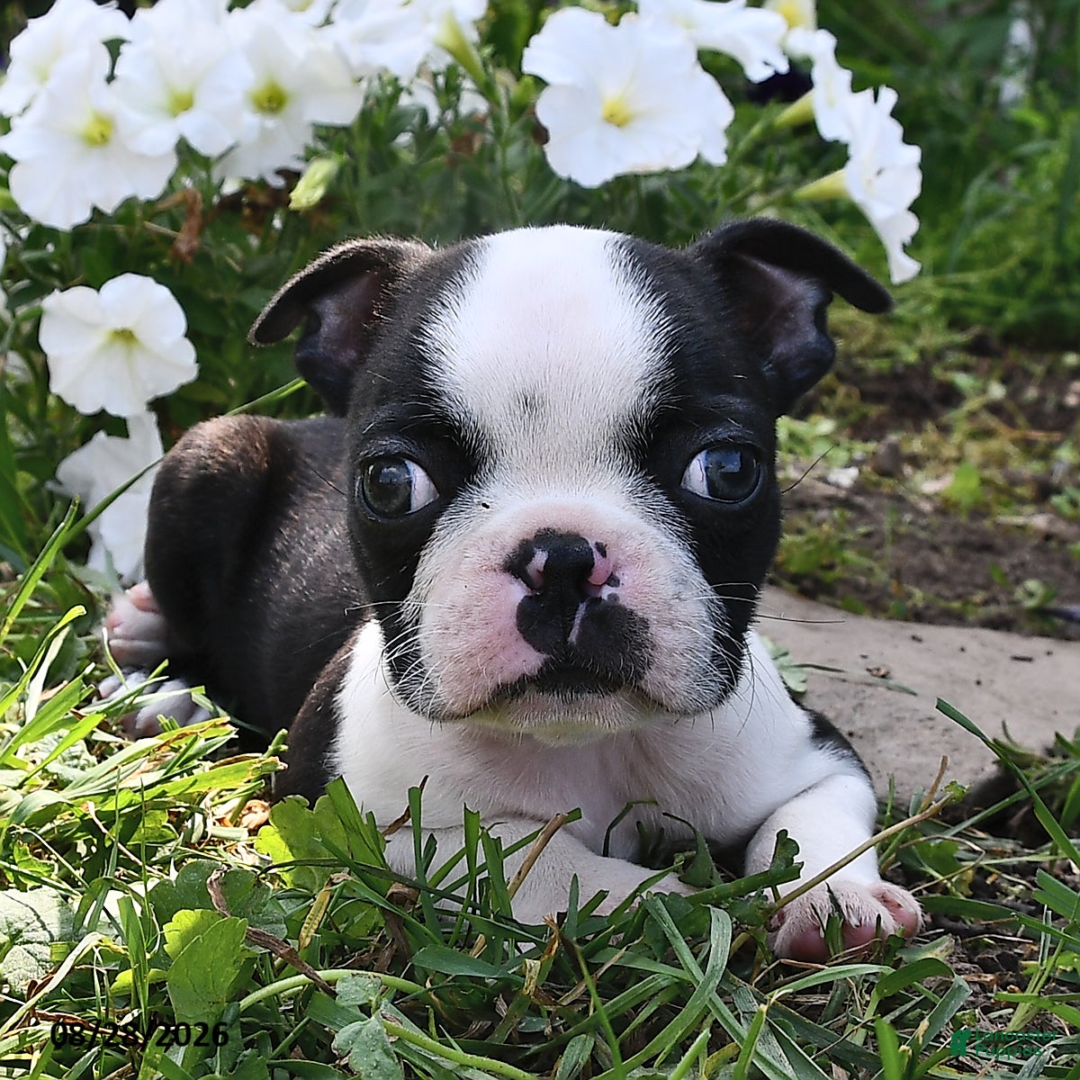 Boston Terrier dogs Sam  - Ad 1