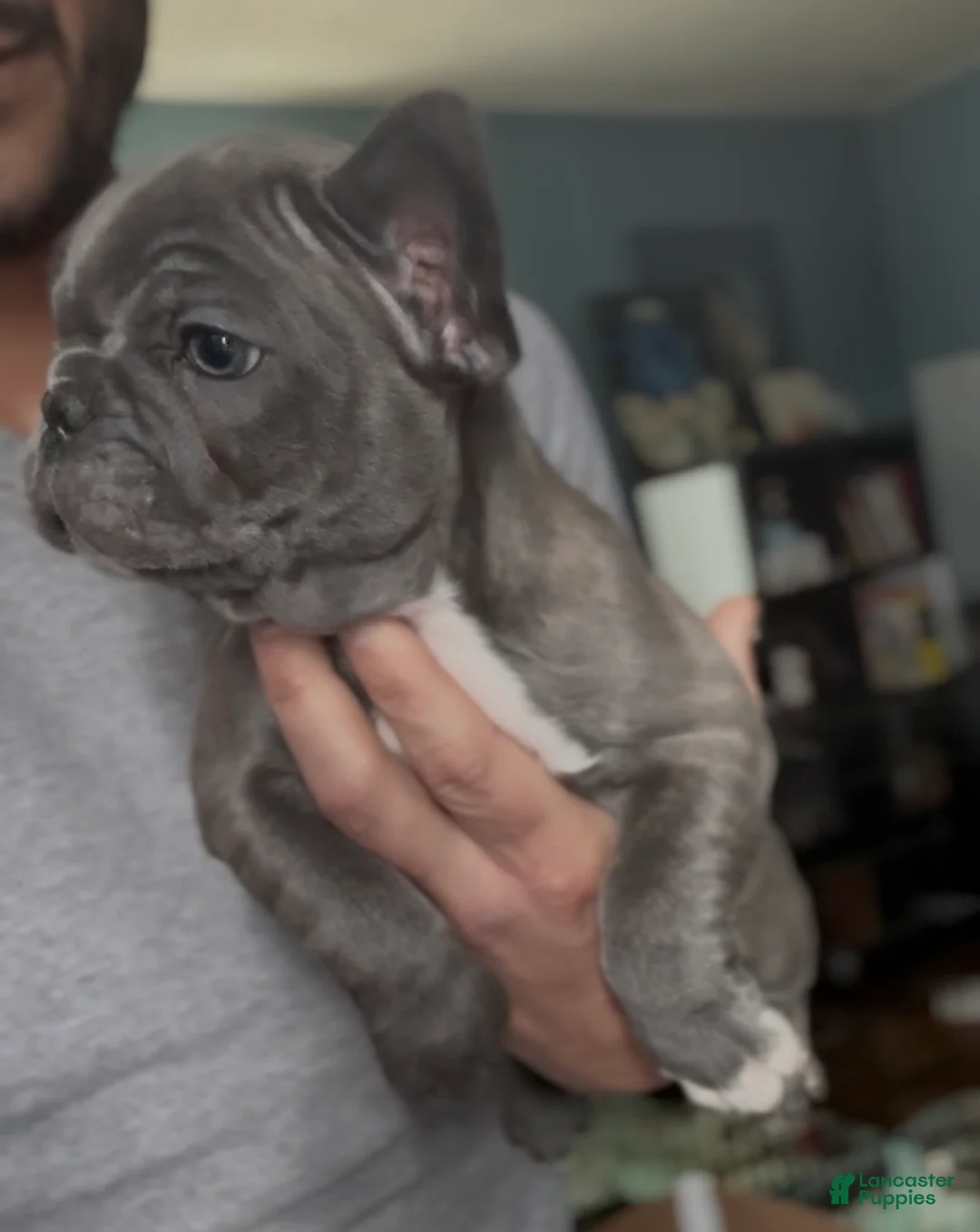 French Bulldog dogs for sale: Pip - Ad 3