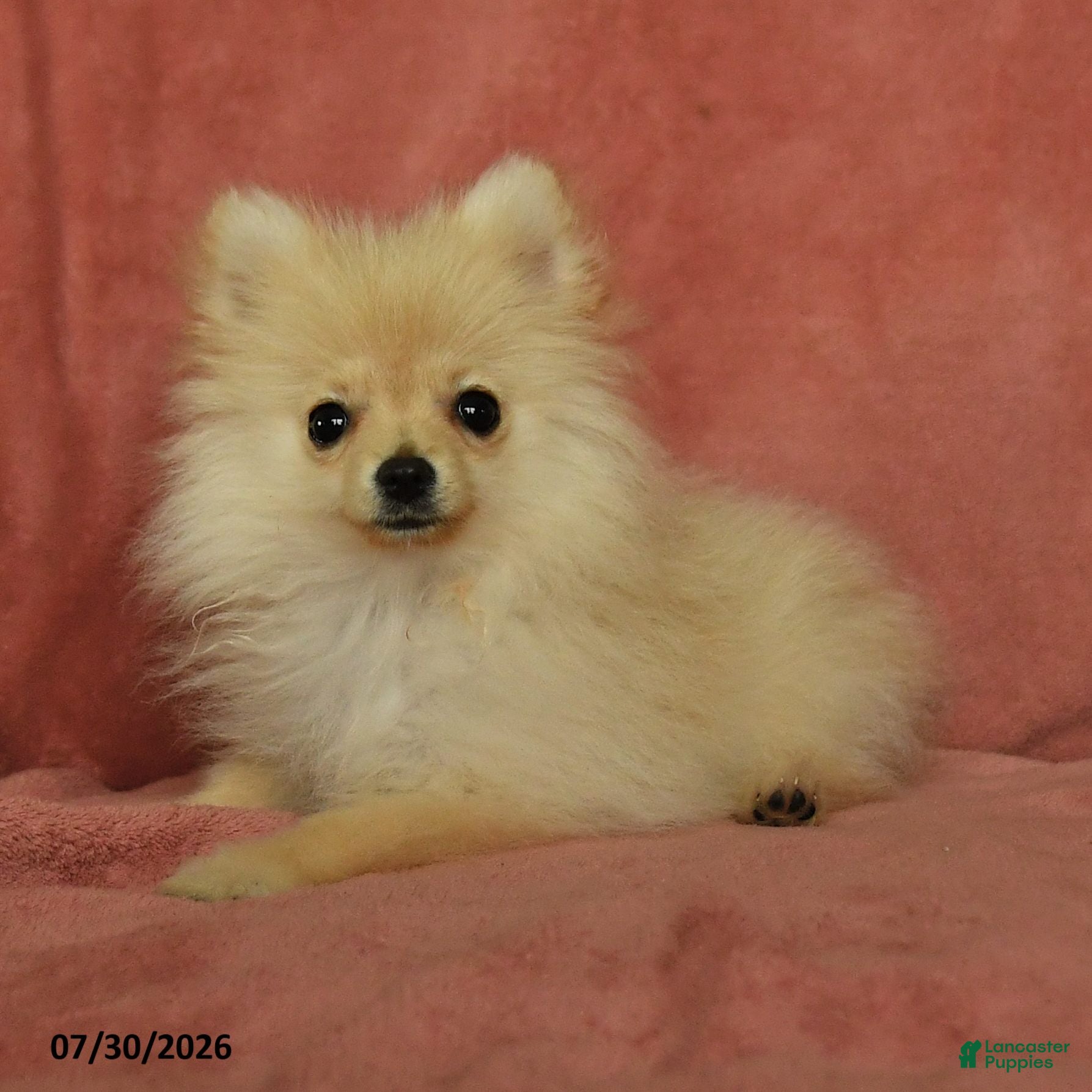 Pomeranian dogs Archie - Ad 1