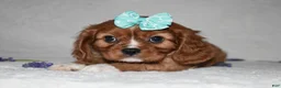 Cavalier King Charles Spaniel dogs for sale: Rhea - Ad 2