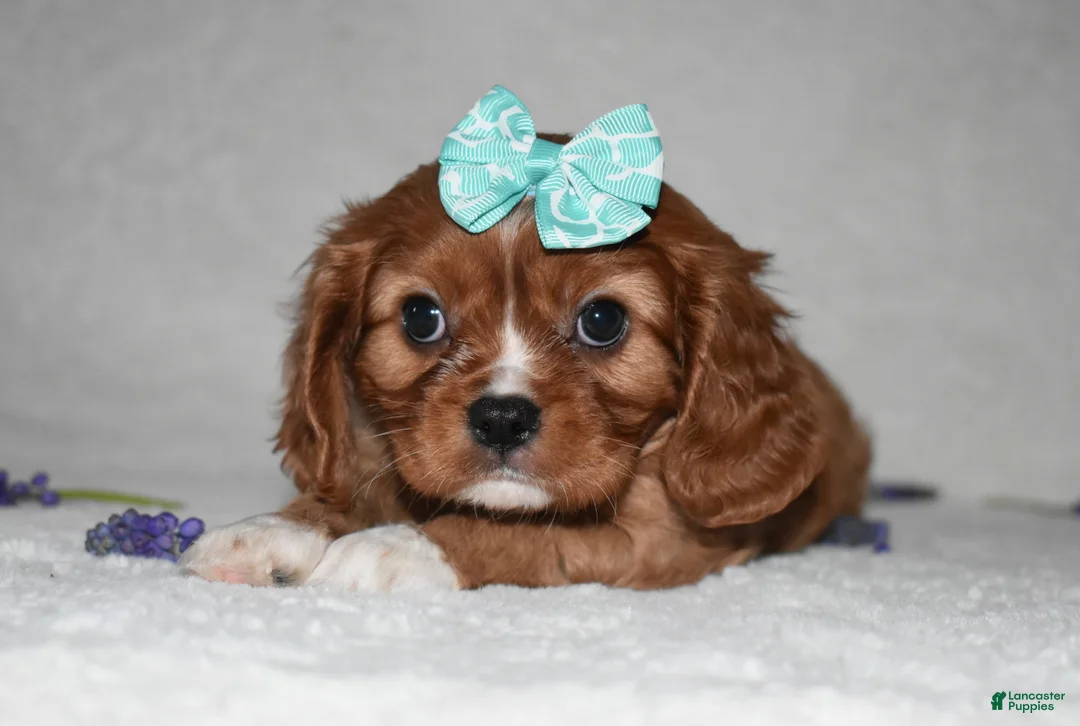 Cavalier King Charles Spaniel dogs for sale: Rhea - Ad 2
