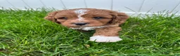 Cavapoo dogs for sale: Milo - Ad 2