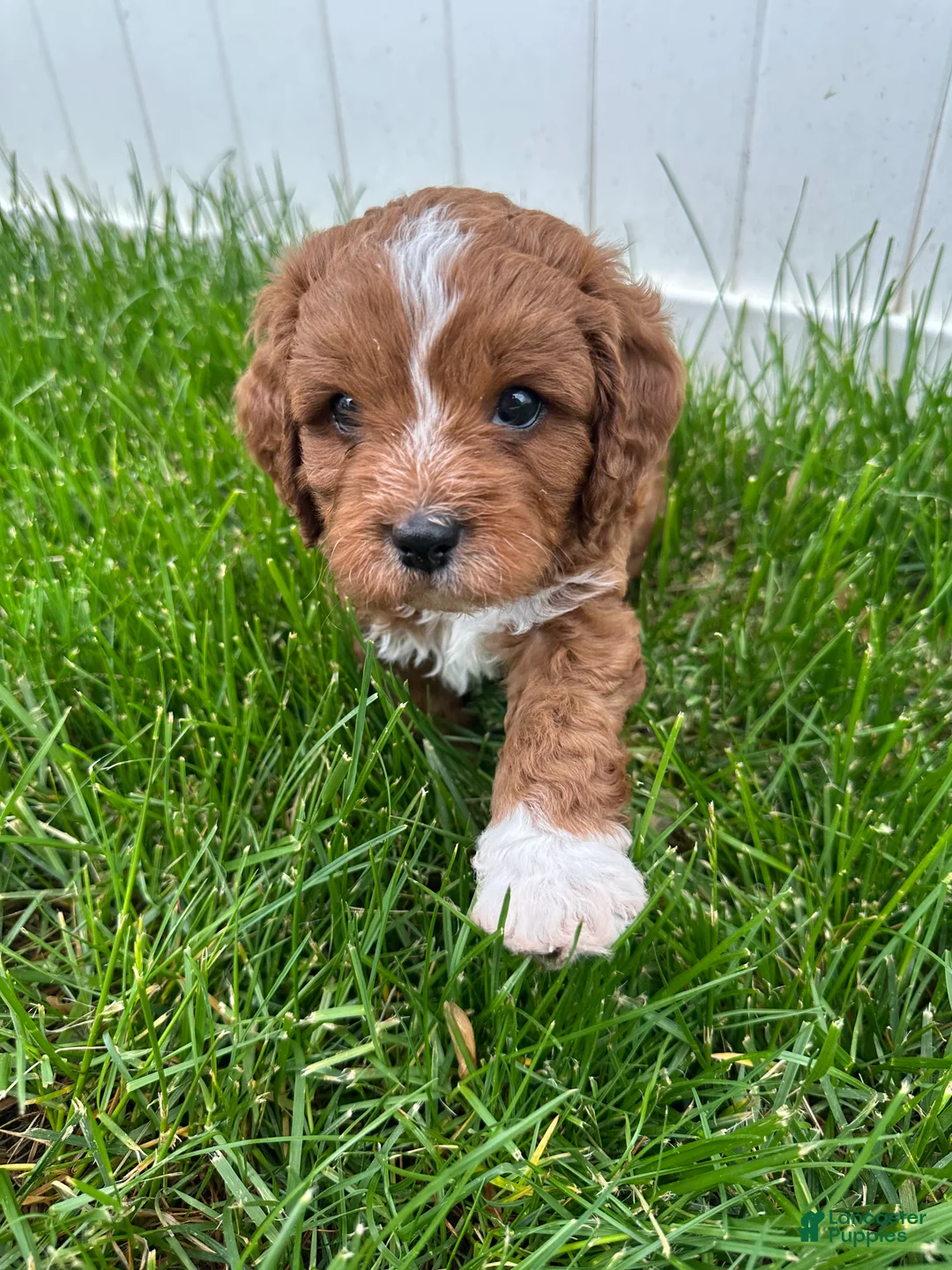 Cavapoo dogs for sale: Milo - Ad 2