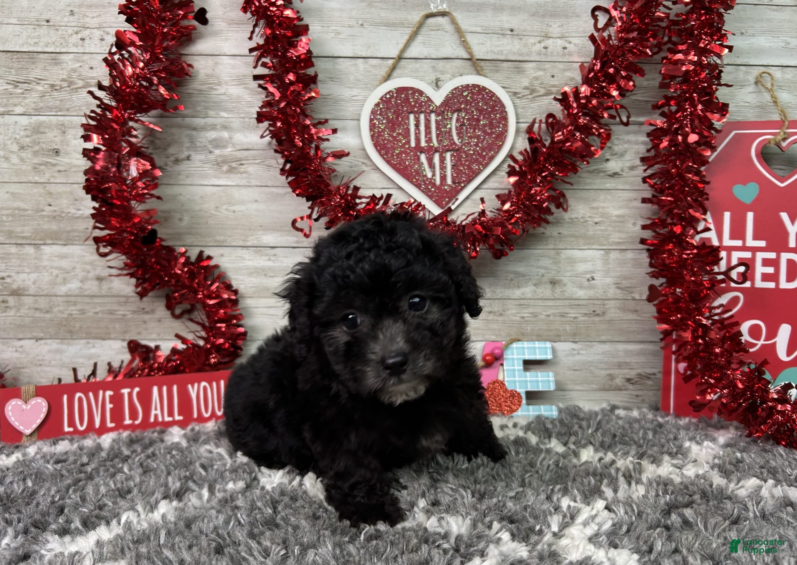 Miniature Poodle dogs Lambo - Ad 2