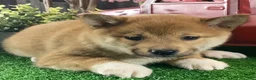 Shiba Inu dogs for sale: Irene - Ad 3