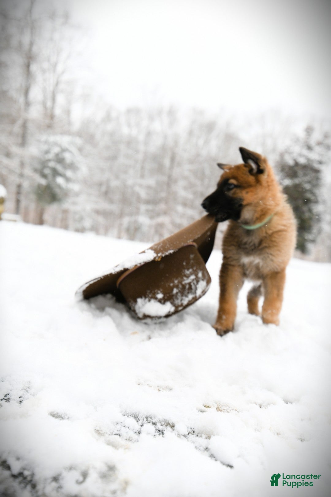 German Shepherd dogs for sale: German Shepherd Puppy 3 "Mr. Green" - Ad 1