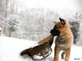 German Shepherd dogs German Shepherd Puppy 3 "Mr. Green" - Ad 21