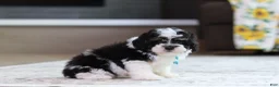 Miniature Poodle dogs for sale: Dawson (AKC) - Ad 5