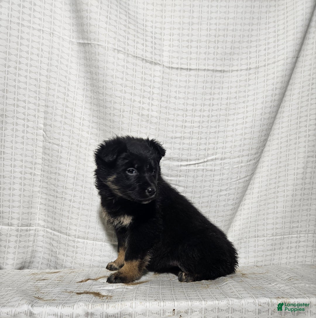 Mixed Breed dogs for sale: Holly - Ad 3