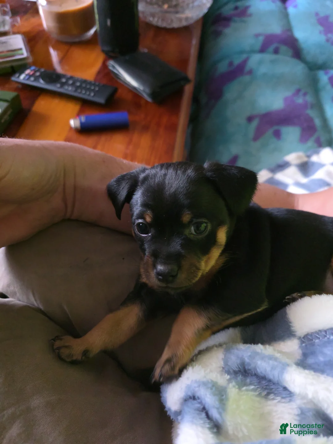 Chihuahua dogs for sale: Chihuahua Puppy 1 - Ad 1