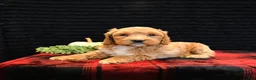 Cockapoo dogs for sale: Jay - Ad 4
