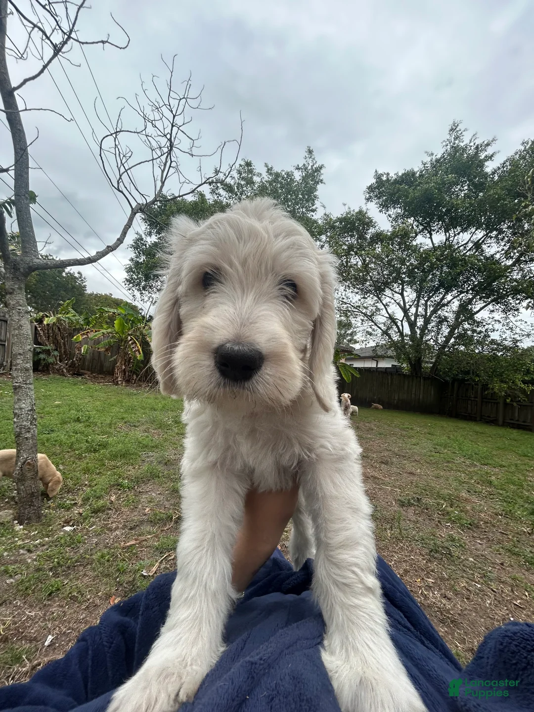 Goldendoodle dogs for sale: Olaf - Ad 3