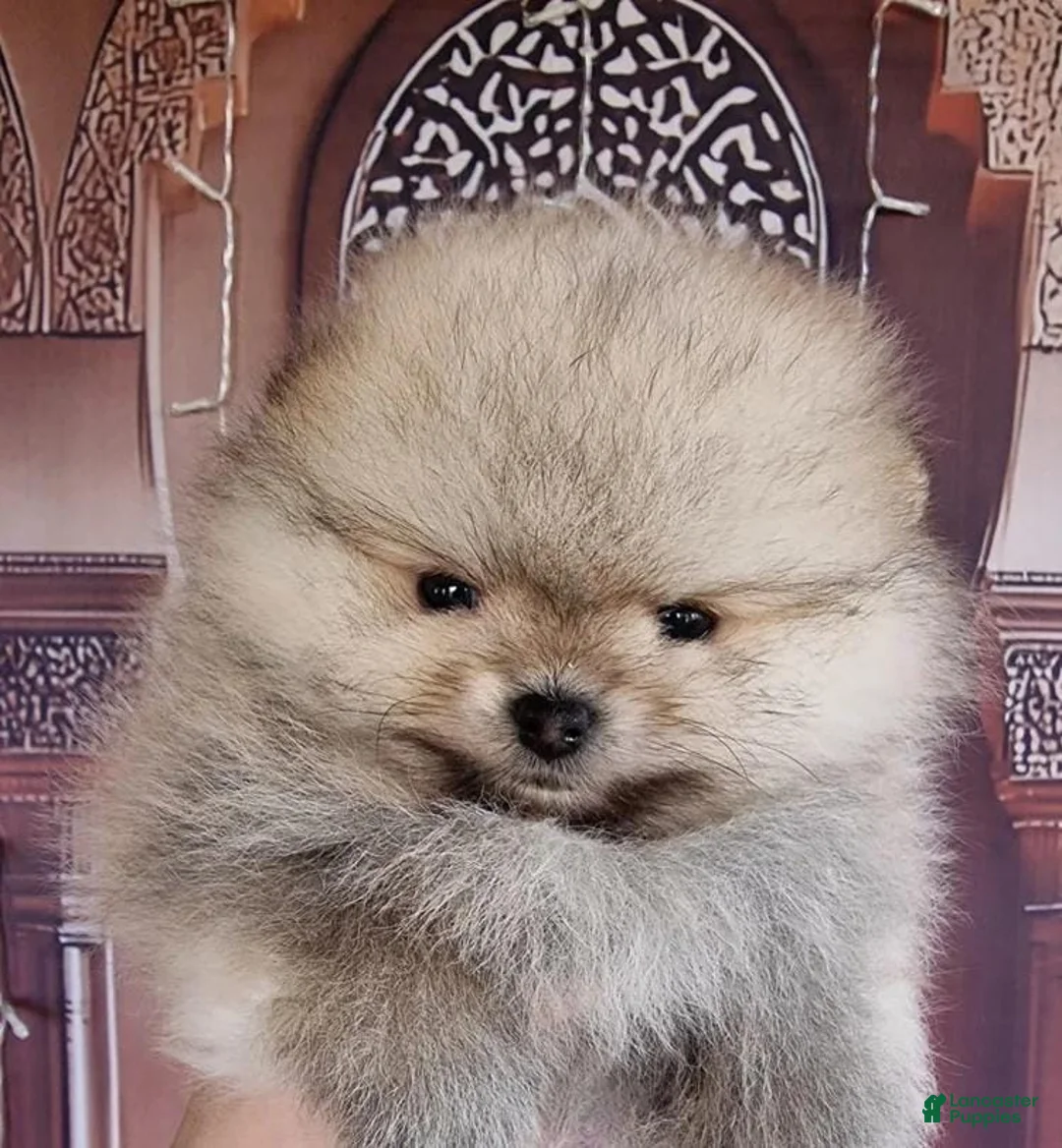 Pomeranian dogs for sale: Freya - Ad 9