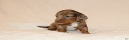Miniature Dachshund dogs for sale: Rusty - Ad 5