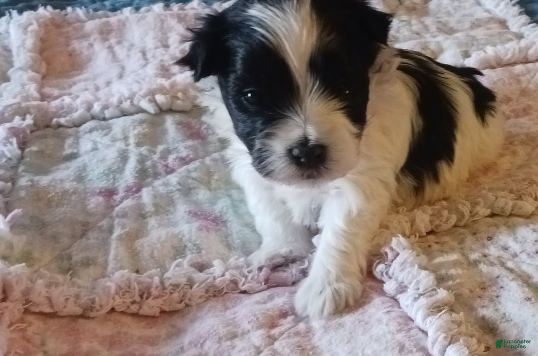 Miniature Schnauzer dogs for sale: Mia's Red Ribbon Boy  - Ad 1