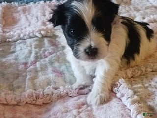 Miniature Schnauzer dogs Mia's Red Ribbon Boy - Ad 3