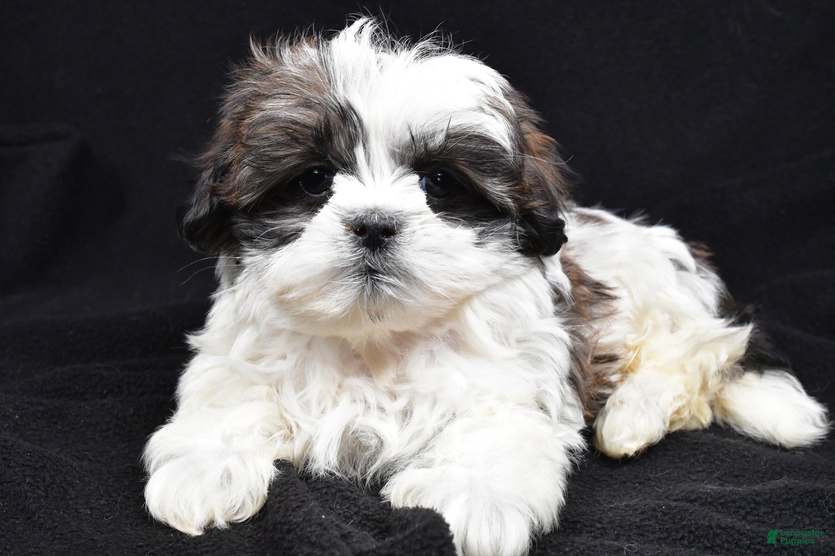 Teddy Bear dogs Echo - Ad 9