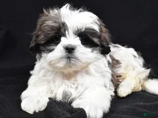 Teddy Bear dogs Echo - Ad 9